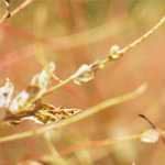 Economic Diversification: Bayelsa Concessions Palm Estate, Partners CBN On Rice Farming 