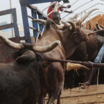 Extortion at Checkpoints: Northern Cattle Dealers Threaten to stop taking Cows To South