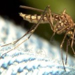 New Hijra: MURIC Calls Nigerian Authorities to Address Malaria Plague