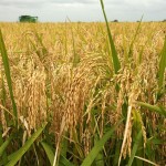 Dangote To Resuscitate Rice Farming With N165 Billion Investment In 5 States