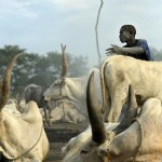 Law On Grazing, Illegal Cattle Rearing Underway In Enugu