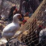 Anxiety Over Bird Flu In Lagos, 2000 Fowls Destroyed