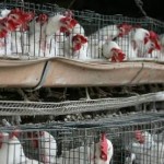 CPC Plans Nationwide Sensitization Campaign, Enforcement Against Banned Poultry Products