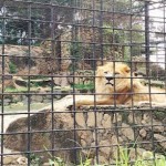 Lion Escapes Out Of Jos Wild Park