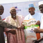 Food Security: Dangote Launches 8000 Hectares of Rice Outgrowers Scheme