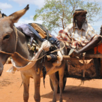 Niger Bans Export of Donkeys as Demand from Asia Rises