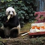 World Oldest Panda Dies At 38 In Hong Kong