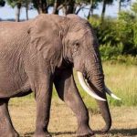 Authorities Express Worry Over Mysterious Elephants Death in Zimbabwe