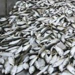Mozambique Bans Cultured Fish Importation from Malawi