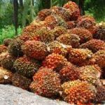 FG Reiterates Support To Improve Palm Oil Production In Nigeria