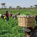 Buhari Created 12 Million Jobs In Agriculture – Presidency