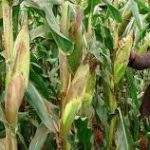 FG, Agriculture Experts Collaborate To Boost Transgenic Tela Maize Production –Biosafety Agency