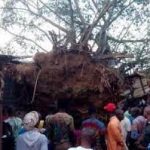 Oyo Tree That Fell, Killed 4, ‘Rises’
