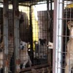 S. Korea To Debate On Dog Meat Consumption In Cabinet