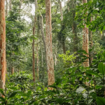 Initiative Steps Up Biodiversity Conservation In West Africa Forests