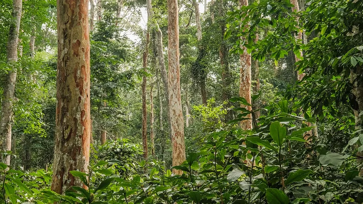 The World Loses Ten Million Hectares Of Forest Annually – DESA - Vimarsana News