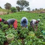 U.S. Reaffirms Commitment To Food Security In Nigeria