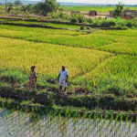 Young Rural Enterprises Project Boost Agricultural Yields In Madagascar