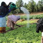 Women-led Businesses In Sahel Region Secure Nearly $1m Grant From AfDB