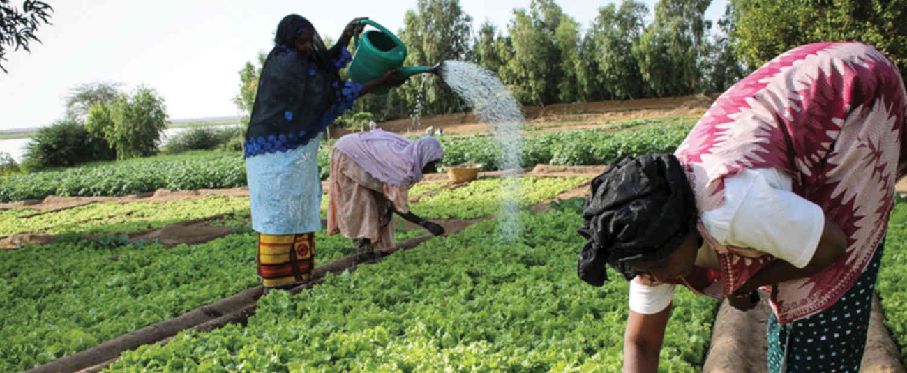 Women-led Businesses In Sahel Region Secure Nearly $1m Grant From AfDB - Vimarsana News