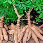 U.S. Food Companies  To Partner Nigerian Govt On Cassava Processing