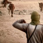 Herders Attacks: Group Plans Visa Ban Campaign Against 4 Southeast Govs Over Alleged Complicity