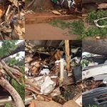 Eleven Killed As 2 Trees Fell on Two Commercial Vehicles in Enugu Community 