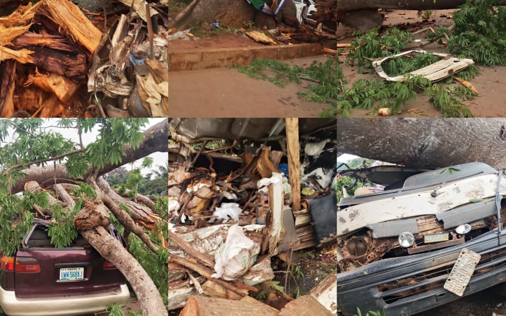 Eleven Killed As 2 Trees Fell on Two Commercial Vehicles in Enugu Community 