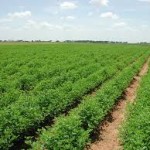 W/Africa Agric Programme threatens to stop funding Nigerian institutions