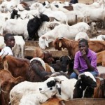 SALLAH: Ram Sellers, Traders Groan Over Poor Economy